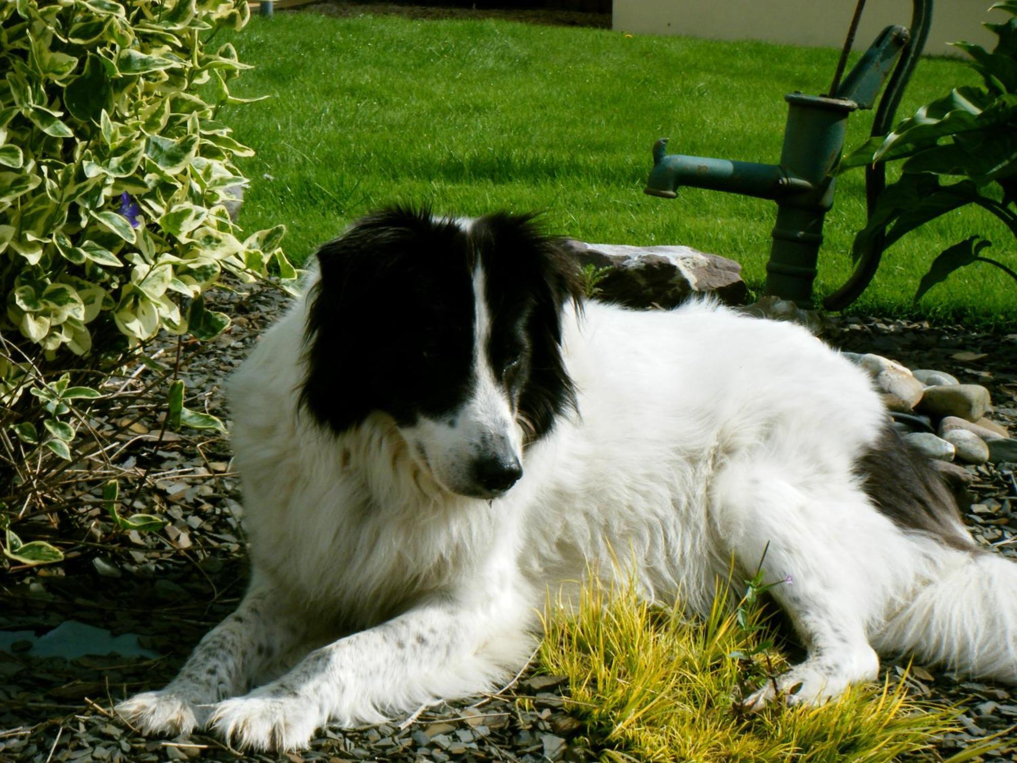 Ashfield B&B Kenmare Zewnętrze zdjęcie