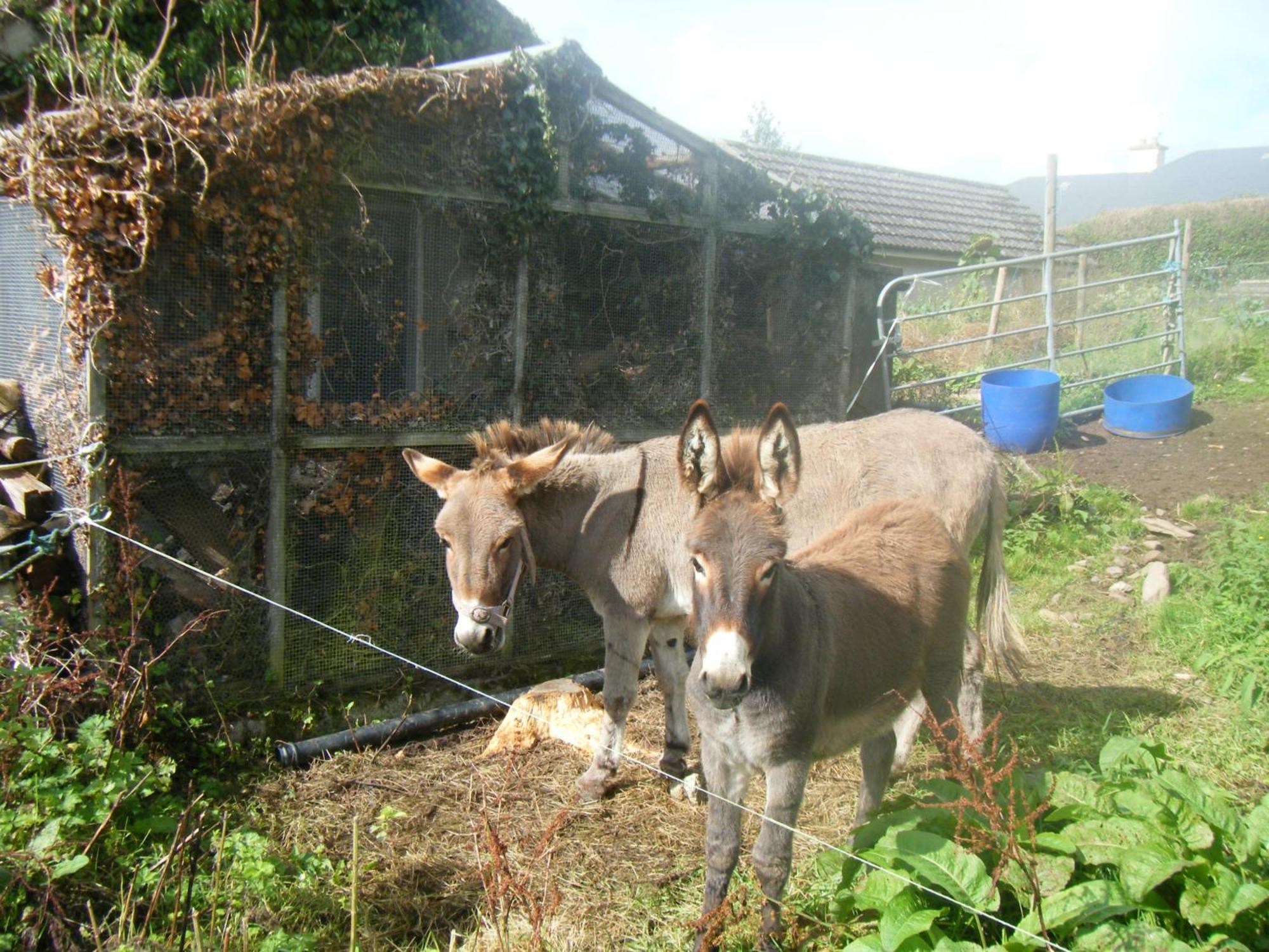 Ashfield B&B Kenmare Zewnętrze zdjęcie